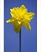 Photographic Prints of Daffodil variety Golden Ducat from Ardea Wildlife Pets