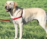 Easy Walk Harness, Size: Medium