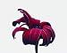 Magenta Daisy Flower - 24