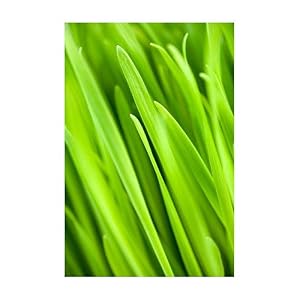 Starwest Botanicals Organic Wheatgrass Powder