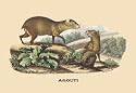 Agouti 20x30 poster - Prints - 08908-3P2030