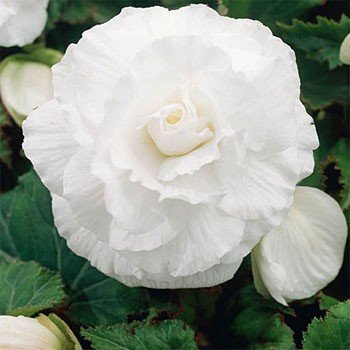 Outsidepride White Begonia Seeds - 500 seeds