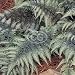 Athyrium niponicum Pictum (Japanese Painted Fern, Athyrium goeringianum) {24 Pots - 3 1/2 in., $5.67 each plant}