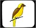 Decorated Mouse Pad with bower, yellow, bird, animal