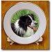 Dogs Border Collie - Border Collie - Plates