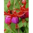 Fuchsia "Brutus" (Ladys Eardrops) Photographic Poster Print by Mark Bolton, 30x40