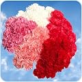Carnations