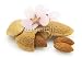 Wallmonkeys Peel and Stick Wall Decals - Almonds with Spring Flowers - Removable Graphic