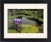 Framed Prints of GP-29 Purple Waterlily flower in a pond from Ardea Wildlife Pets