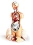 Deluxe 23 Part KnowBody Teaching Torso Model with Detachable Head and Hardwood Turntable Base-Model#AW-DG710