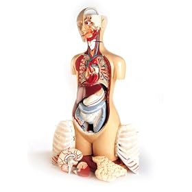 Deluxe 23 Part KnowBody Teaching Torso Model with Detachable Head and Hardwood Turntable Base-Model#AW-DG710