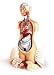 Deluxe 23 Part KnowBody Teaching Torso Model with Detachable Head and Hardwood Turntable Base-Model#AW-DG710 Image