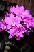 Cattleya bowringiana var superba 'Augusta' AM/AOS