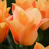 国華園　チューリップ球根 原種系 サーモンジェム 10球