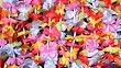 Luau Hawaiian Party Ruffle Petal Flower Leis/Lei - Luau Party (12)