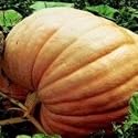SEED BARGAINS: Pumpkin Atlantic Giant (8 Commercial Grade Seeds)