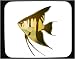 Mouse Pad with "angel fish", aquarium, animal, skalar