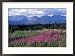 Fireweed Blooms near Kluane National Park, Yukon, Canada Framed Photographic Poster Print by Paul Souders, 29x21