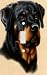 Rottweiler Decorative Switchplate Cover