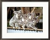 Four Australian Koalas are Shown on a Fence at Dreamworld on Queensland's Gold Coast Collections Framed Photographic Poster Print, 21x17
