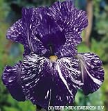 Bearded Iris Batik