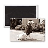 A dog wearing clothes and standing upright.. - 3x2 inch Fridge Magnet - large magnetic button - Magnet