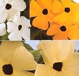 Amazon / Hirt's: Black Eyed Susan Vine 30 Seeds Thunbergia