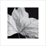 Leaf Art Print Poster By Brian Davi Stevens, 15.75 