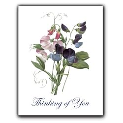 Lathyrus Odoratus - Thinking of You Gift Enclosure Cards (set of 12)