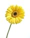 Wallmonkeys Peel and Stick Wall Decals - Yellow Daisy - 24