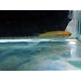 ���i�̏ڍ�