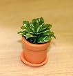 Miniature Green Leaf House Plant in a Clay Pot