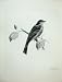 1908 Ortolan Bunting Emberiza Hortulana Male Bird Print