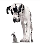 Housebreaking Your Dog!   Or Puppy