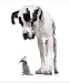 "Housebreaking Your Dog!"   Or Puppy