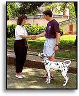 Gentle Leader Headcollar Quick Release Black - Large 60-130 Lbs.