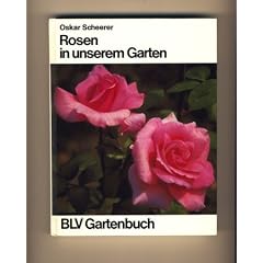 Rosen in unserem Garten