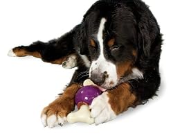 Premier Busy Buddy Bouncy Bone Dog Toy, Large
