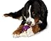 Pet Supplies : Premier Busy Buddy Bouncy Bone, Large