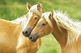 (24x36) Horses (Blondes) Art Poster Print