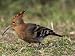 African Hoopoe (Upupa Africana), Pilanesberg National Park, South Africa, Africa Art ...