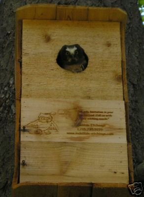 Northern Saw-whet Owl House