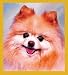 Pomeranian Portrait Bookmark Image
