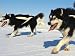 Dog of the Midnight Sun