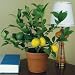 Dwarf / Patio Lemon Tree Full Size Fruit