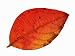 Highbush Swamp Blueberry Leaf in Autumn Colours, Native to North America Photographic Poster Print by Philippe Clement, 12x16