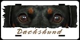 Dachshund black & tan (on white) 