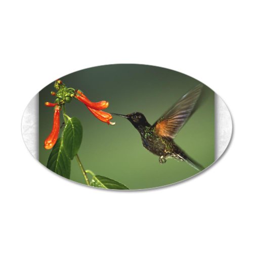 22x14 Oval Wall Vinyl Sticker Green Violetear Hummingbird