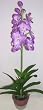 30" Potted vanda Orchid (lavender)