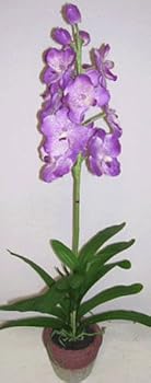 30" Potted vanda Orchid (lavender)